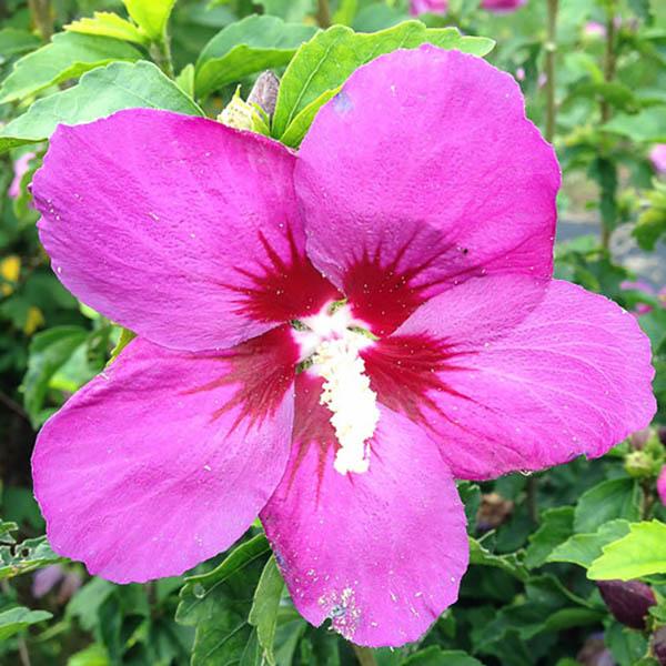 HIBISCUS S 'LIL KIM VIOLET' 3G