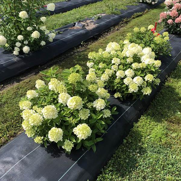 HYDRANGEA PAN 'FIRELIGHT TIDBIT'
