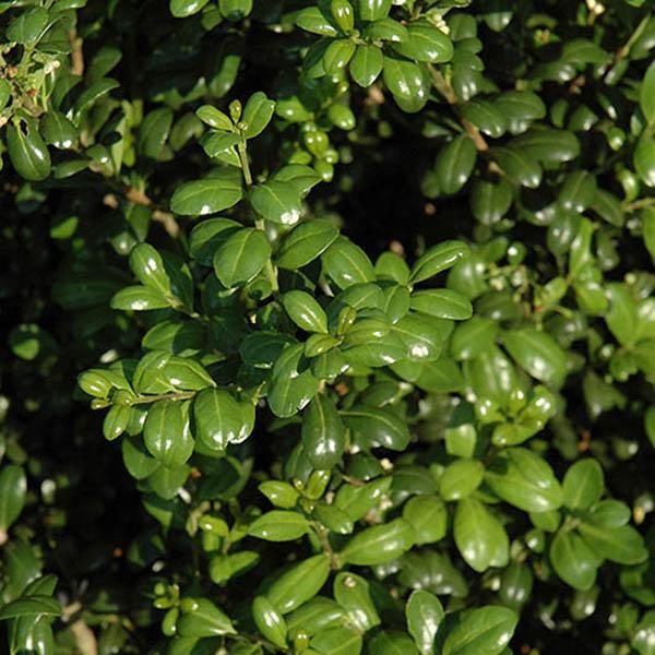 ILEX CREN 'CHESAPEAKE' 10G