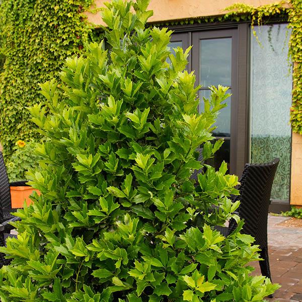 ILEX X 'OAKLEAF' 15G