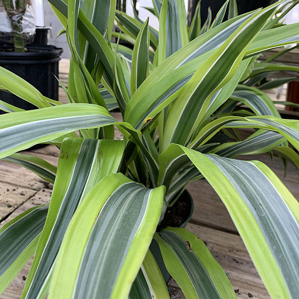 Dracaena