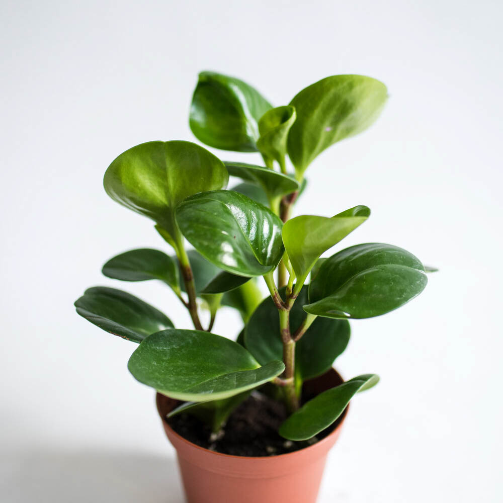 Peperomia