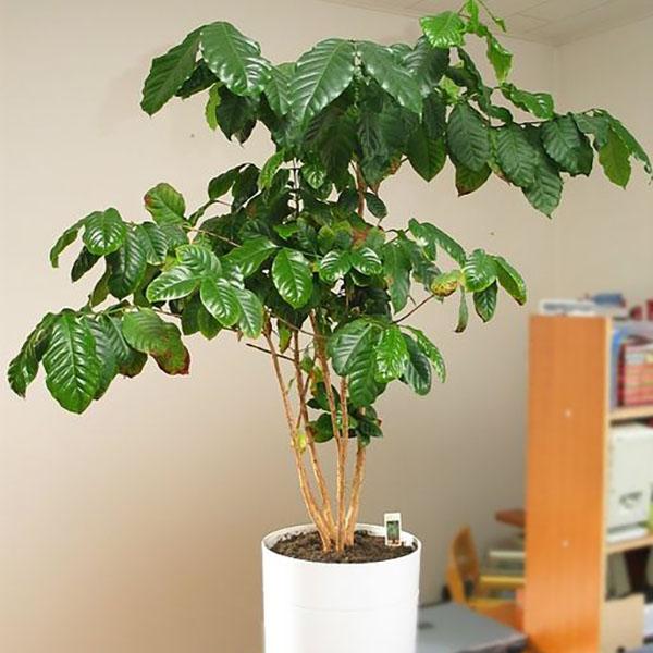 COFFEE PLANT 6"