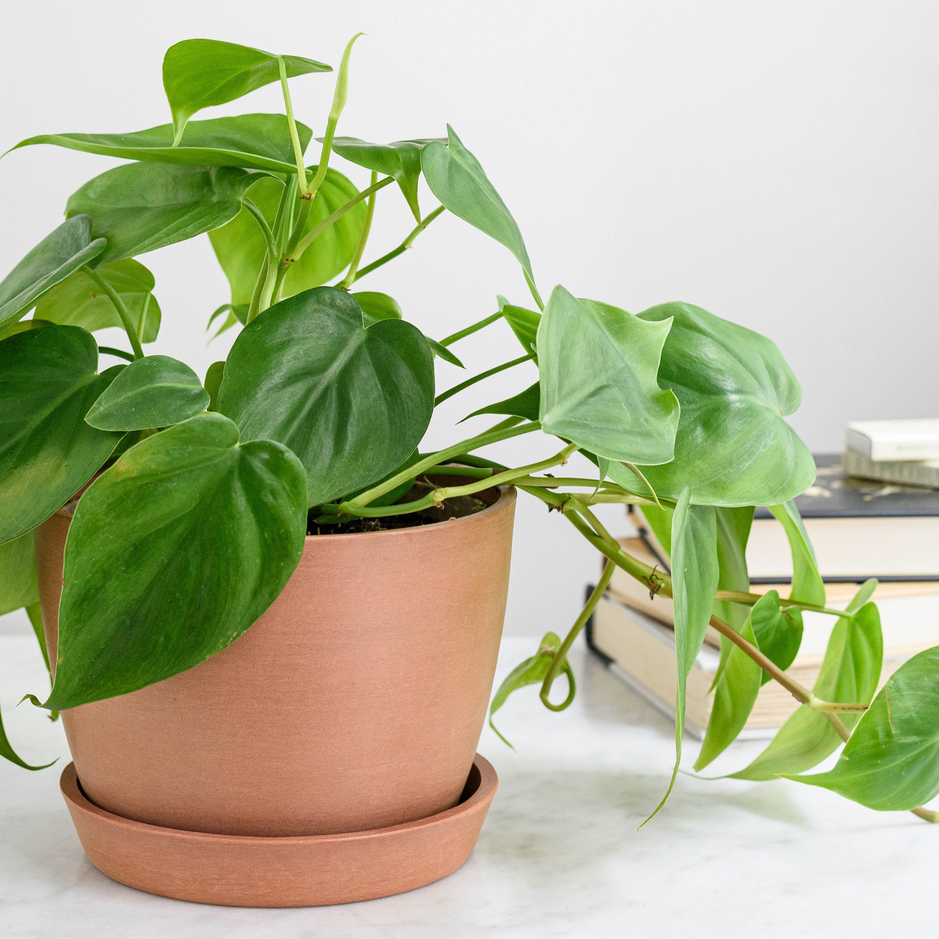 Philodendron