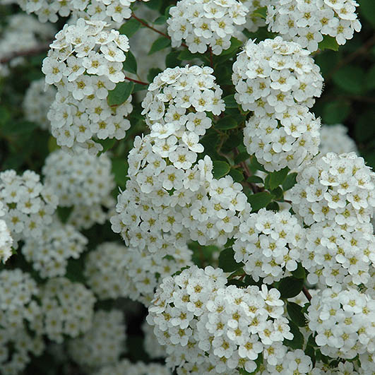 Flowering Shrubs