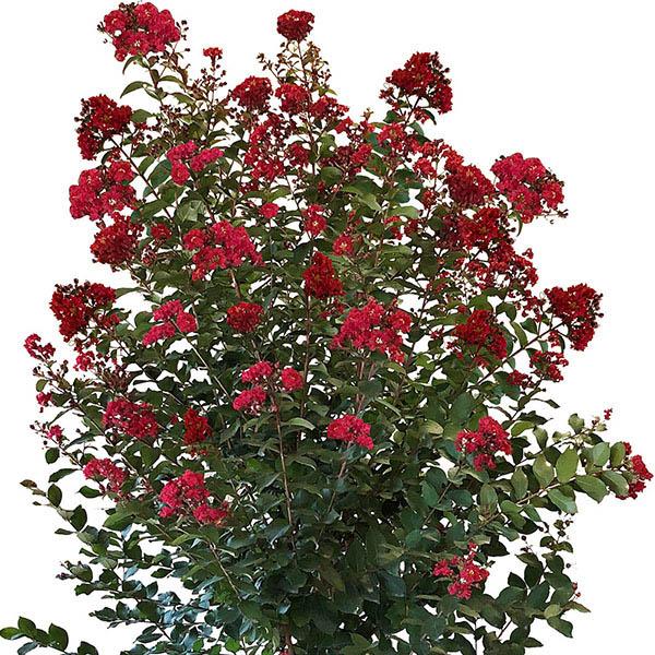 LAGER 'COLORAMA SCARLET' 7G