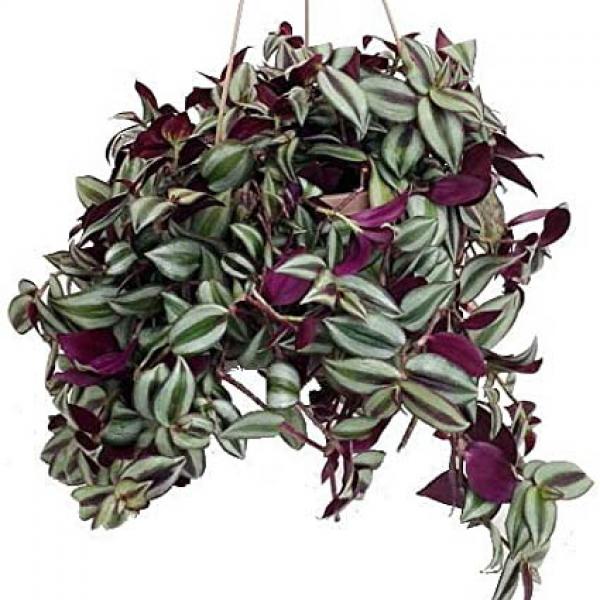 TRADESCANTIA 4"