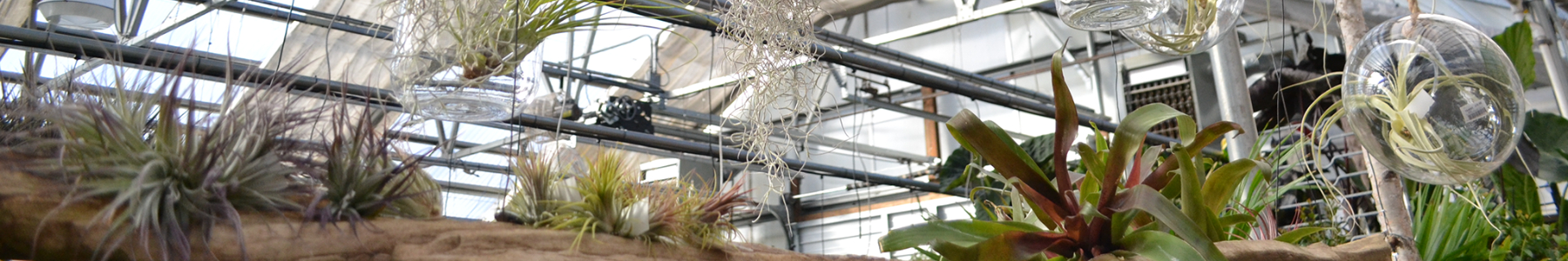 Tillandsia