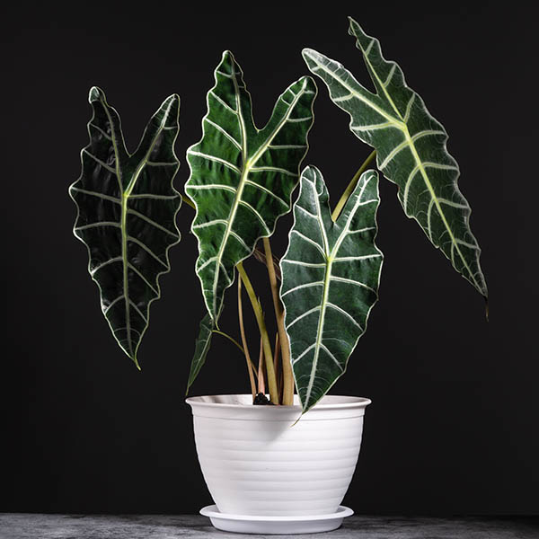 Alocasia