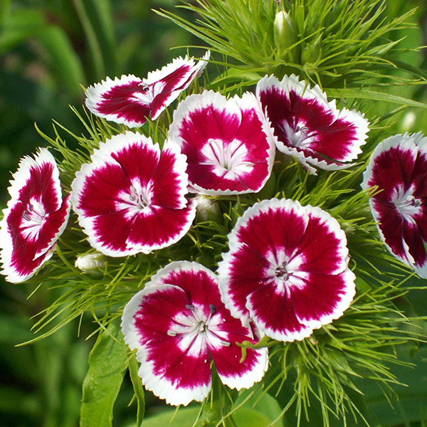 Dianthus