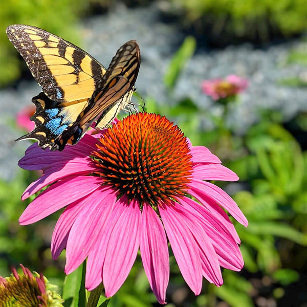 Echinacea