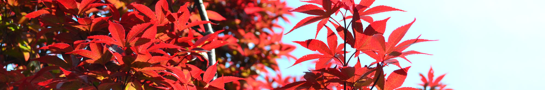 Japanese Maple