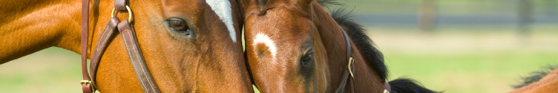 Large Animal Feed