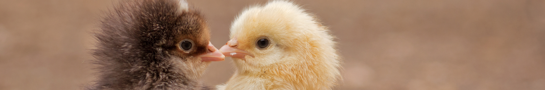 Back Yard Chicken