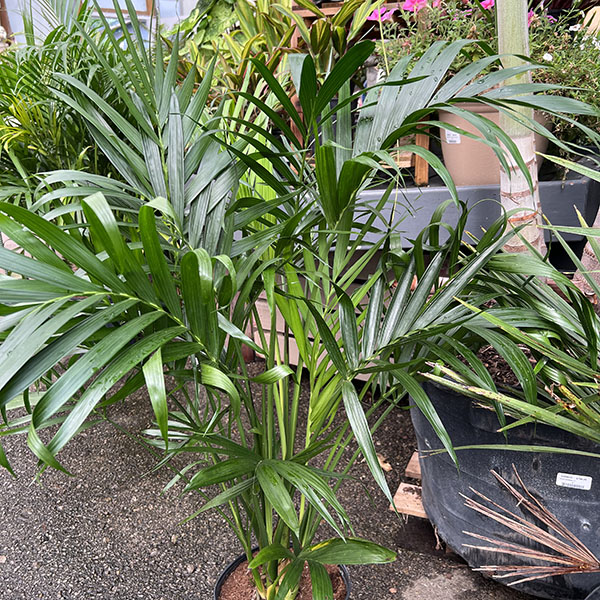 PALM CATARACTARUM 10\"