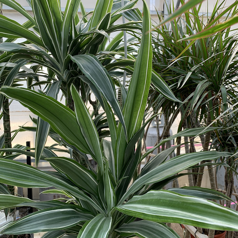 DRACAENA WARNECKII JUMBOCANE 10\"