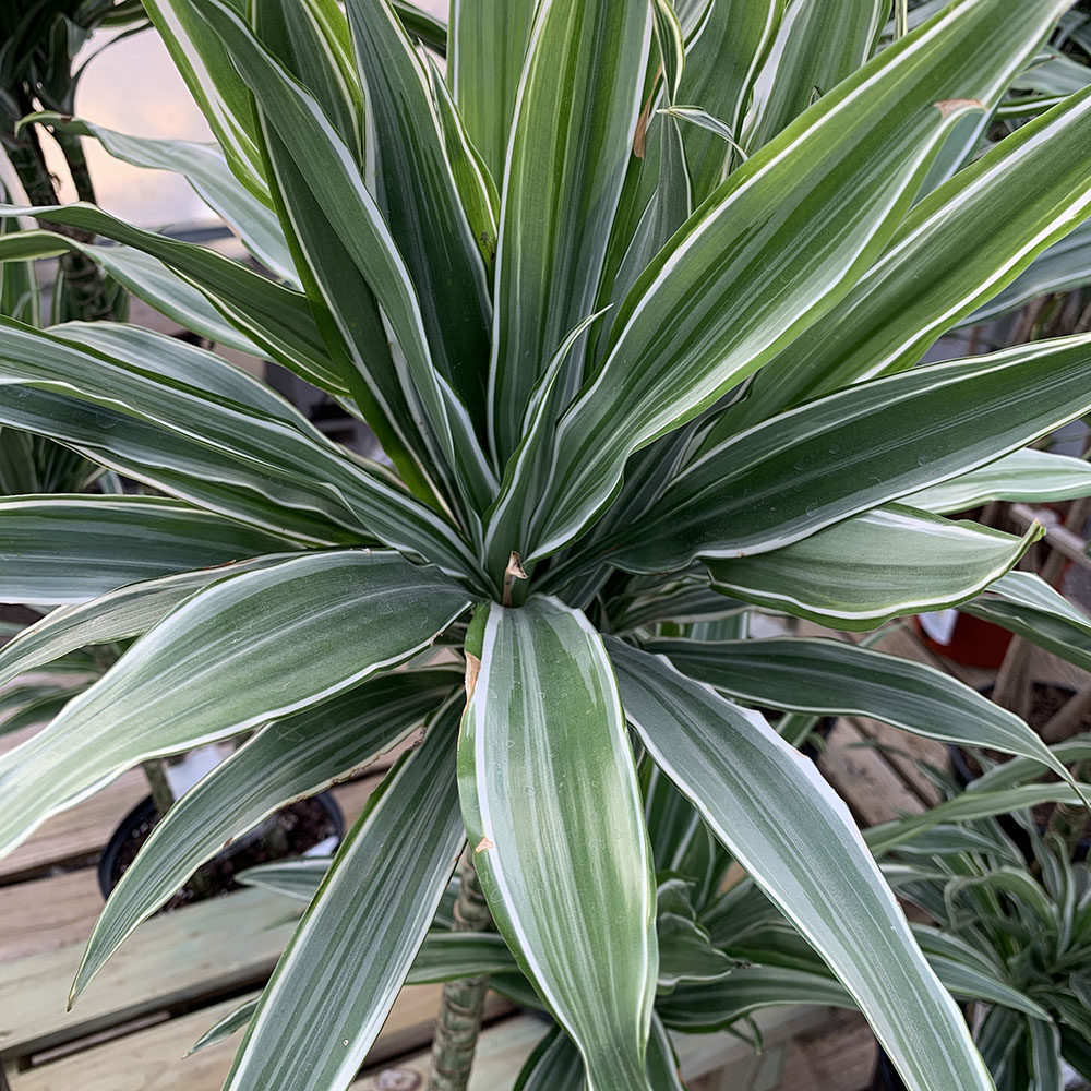 DRACAENA WARNECKII JUMBOCANE 10\"