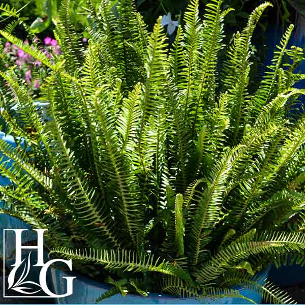 FERN KIMBERLY QUEEN 6\"