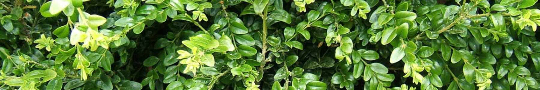 Broadleaf Evergreen Shrubs