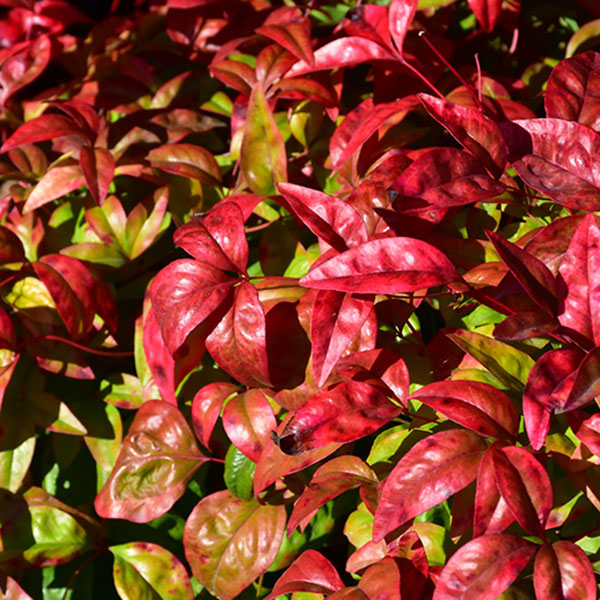 NANDINA \'FIREPOWER\' 3G