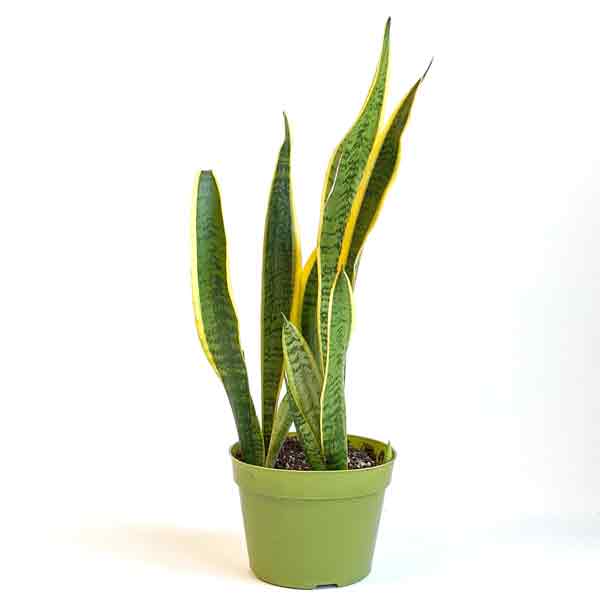 SANSEVIERIA LAURENTII SUPERB 6\"