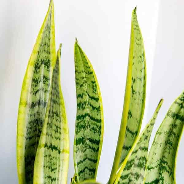 SANSEVIERIA LAURENTII SUPERB 6\"