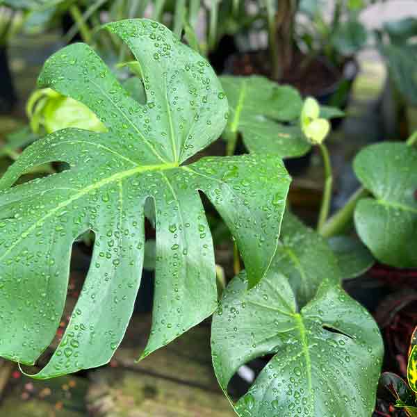 MONSTERA DELICIOSA 10\"