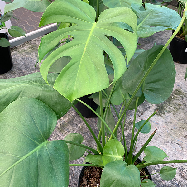 MONSTERA DELICIOSA 10\"