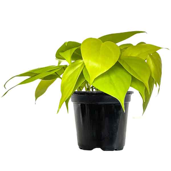 PHILODENDRON LEMON LIME 4\"