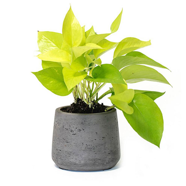 PHILODENDRON LEMON LIME 4\"