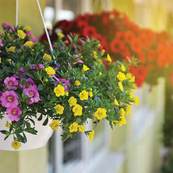 Hanging Baskets