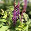 Salvia