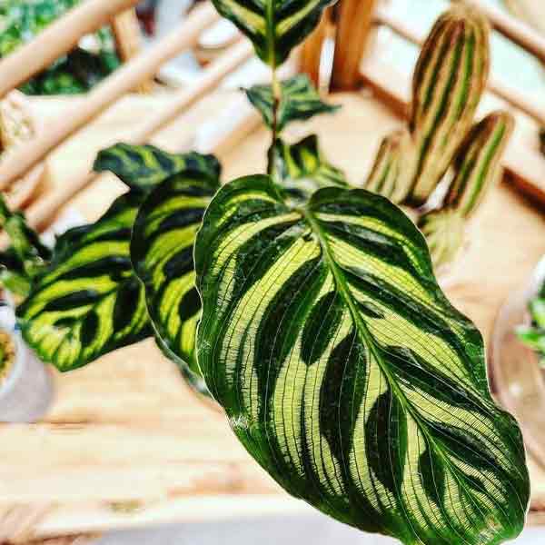 CALATHEA MAKOYANA PEACOCK 6\"