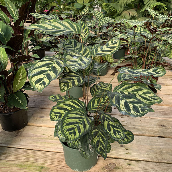 CALATHEA MAKOYANA PEACOCK 6\"