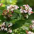 Abelia