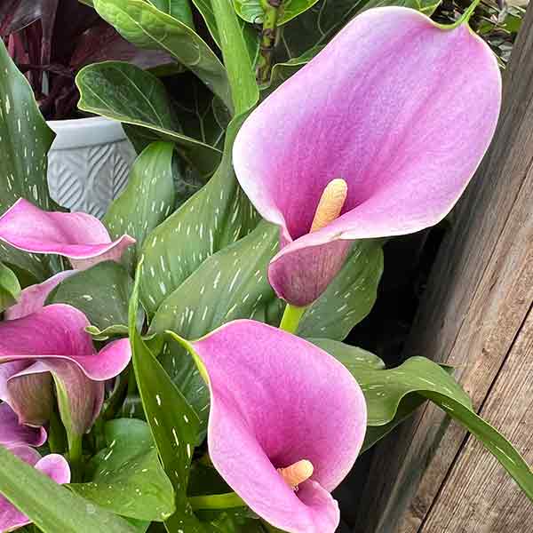 CALLA LILY 4.5\"