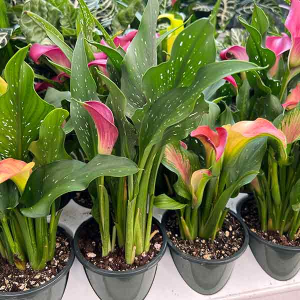 CALLA LILY 4.5\"