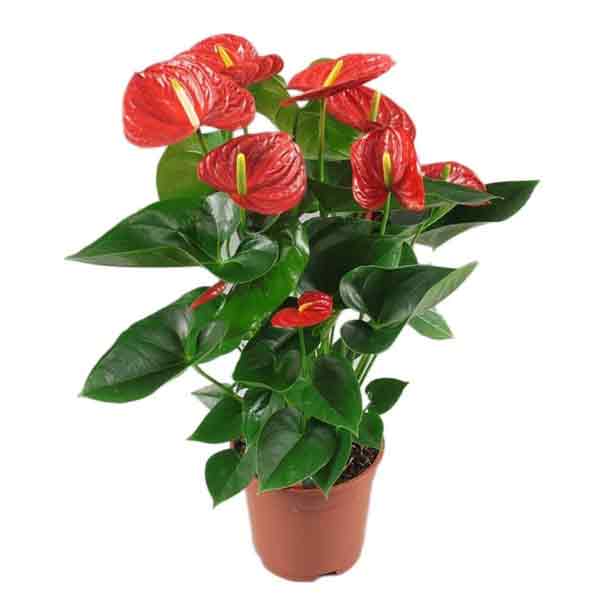 ANTHURIUM 5\"