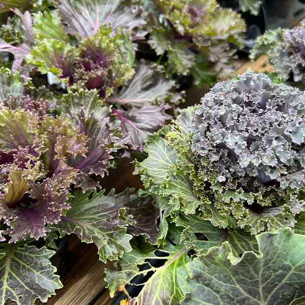 ORNAMENTAL CABBAGE & KALE 4.5\"