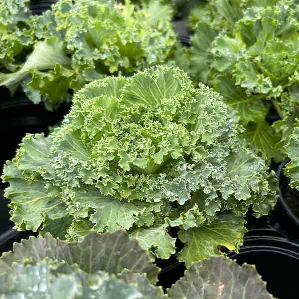 ORNAMENTAL CABBAGE & KALE 4.5\"