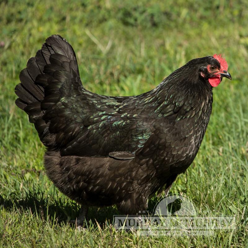 Black Australorp Chicks 