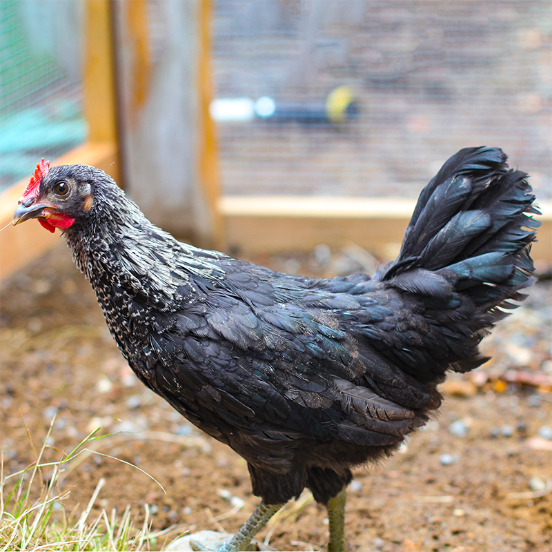 Blue Andalusian Chick