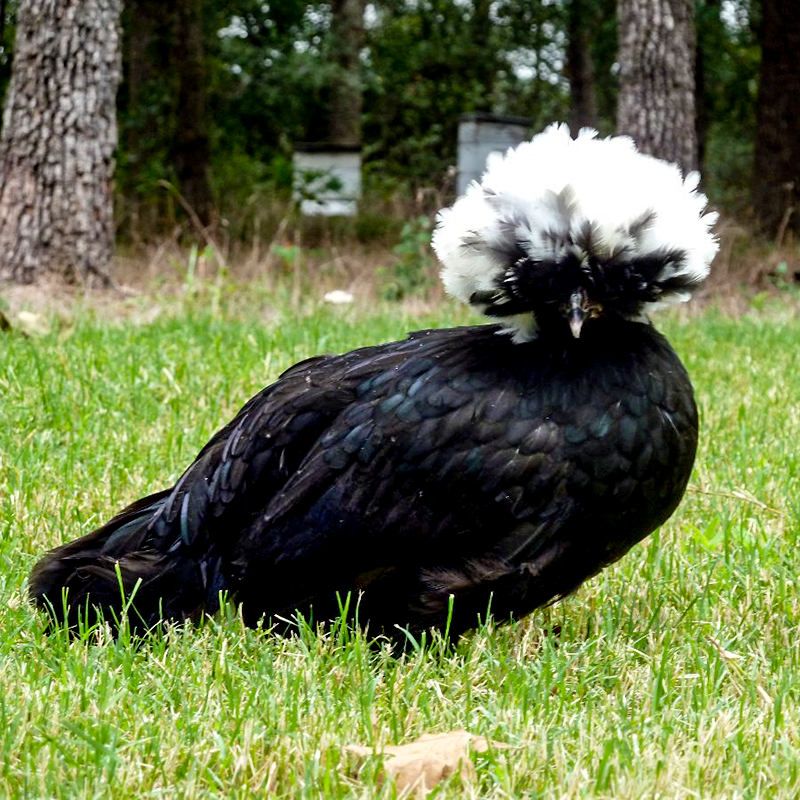 White Crested Black Polish Chick