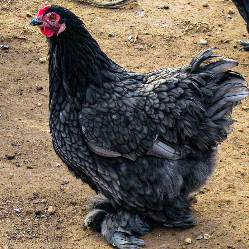 Blue Cochin Chick