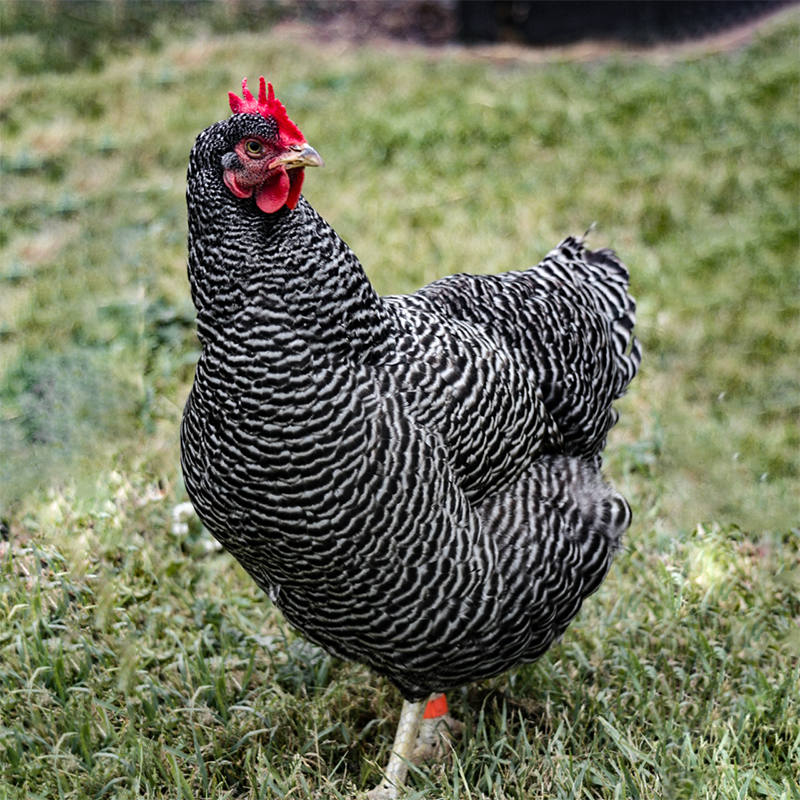 Barred Rock Chick