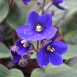 African Violet 6" 