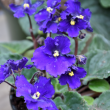 AFRICAN VIOLET 4"