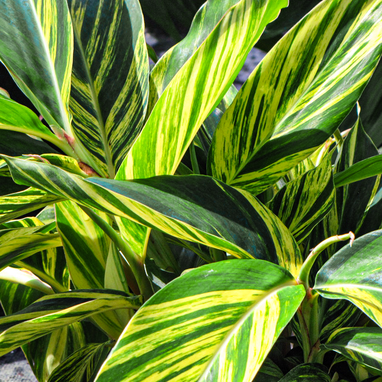 GINGER VARIEGATED 10"