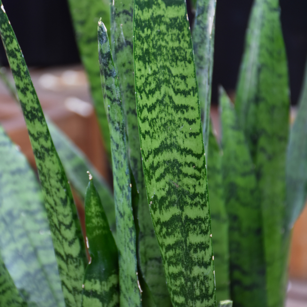 SANSEVIERIA LAUREN 10"