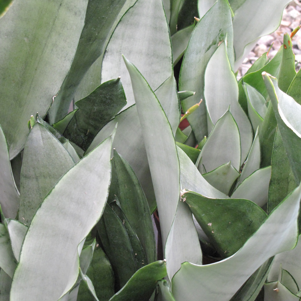 SANSEVIERIA MOONSHINE 6"